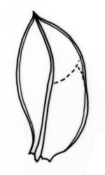 Fissidens bryoides, leaf from sterile shoot. Drawn from E. Lürling s.n., 4 Nov. 1996, AK 236258.
 Image: R.C. Wagstaff © Landcare Research 2014 